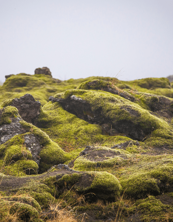 inspiration view with the stones covered with moss