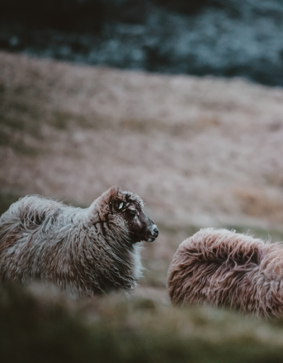 two sheep in the field